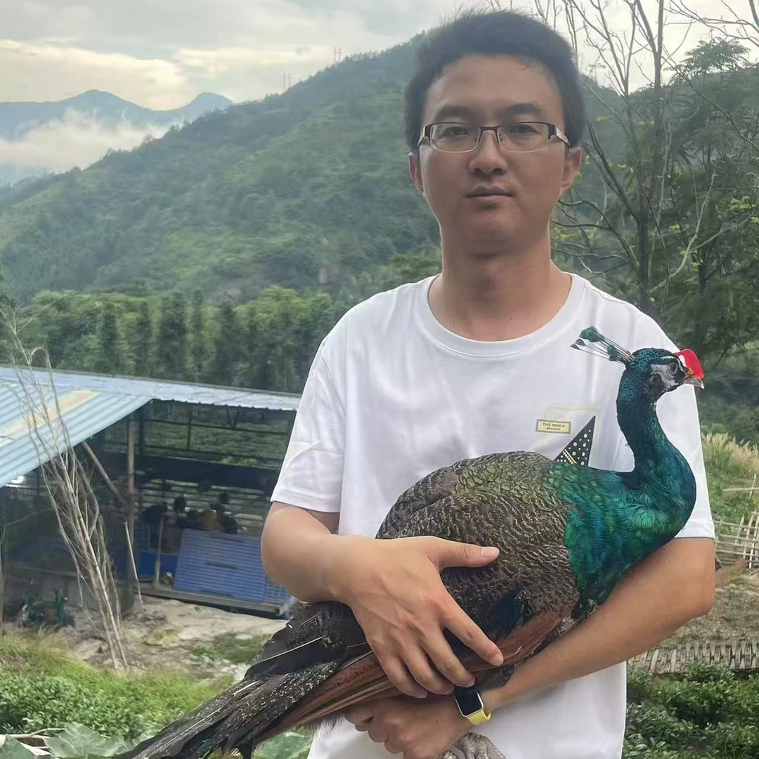 3年观赏孔 雀包邮