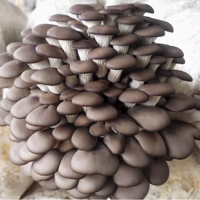 【小农专属】南山山村蘑菇5斤