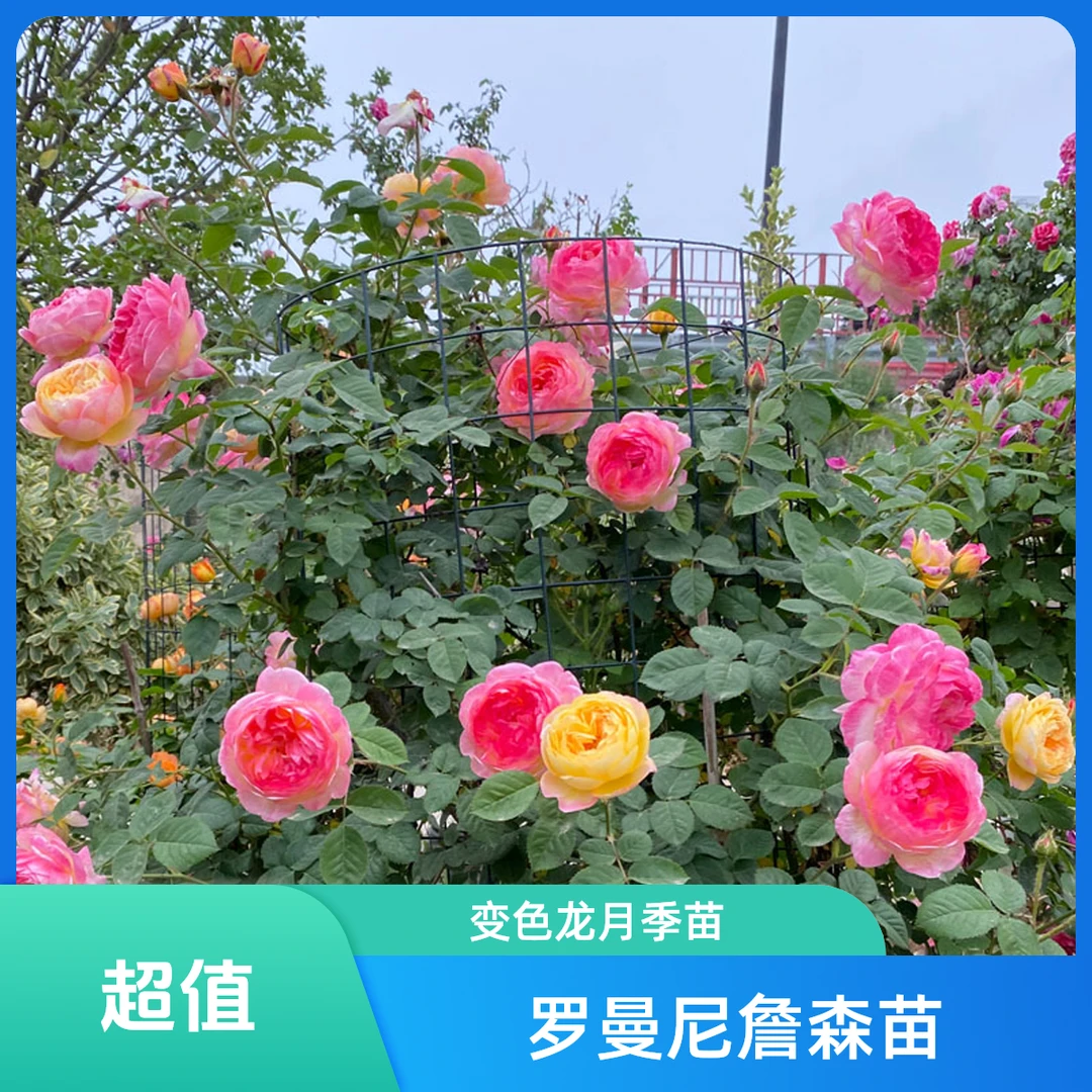 【罗曼尼詹森】狼牙棒变色龙爬藤月季花苗庭院阳台花园别墅藤本顺丰