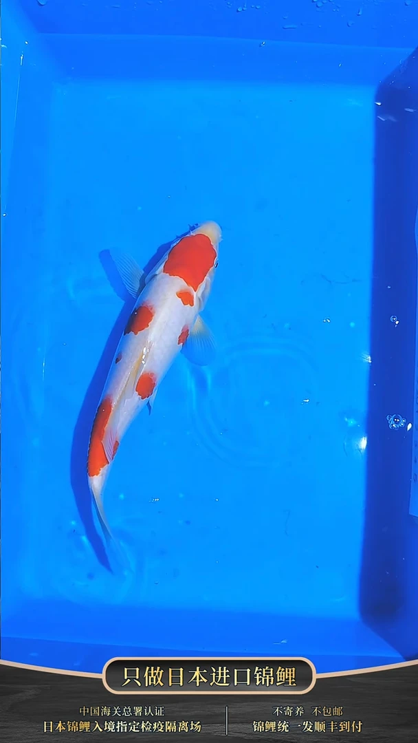 锦鲤011-松江红白（锦鲤统一发顺丰空运到付）