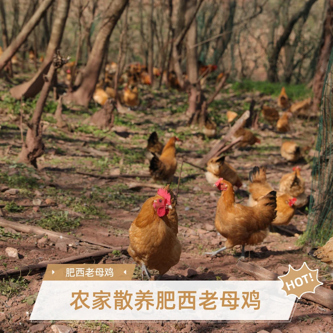 肥西县铭传乡常大哥散养正宗肥西老母鸡肉质紧实炖汤小时候的味道