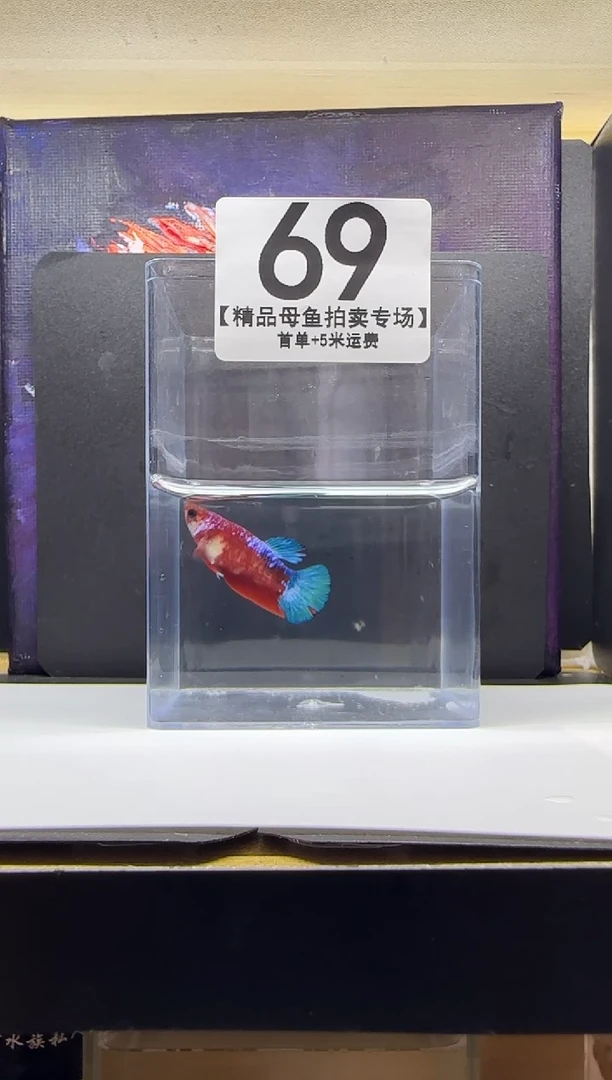 斗鱼母鱼编号：69