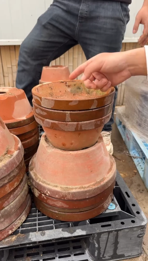 DD-35常滑烧8号3个