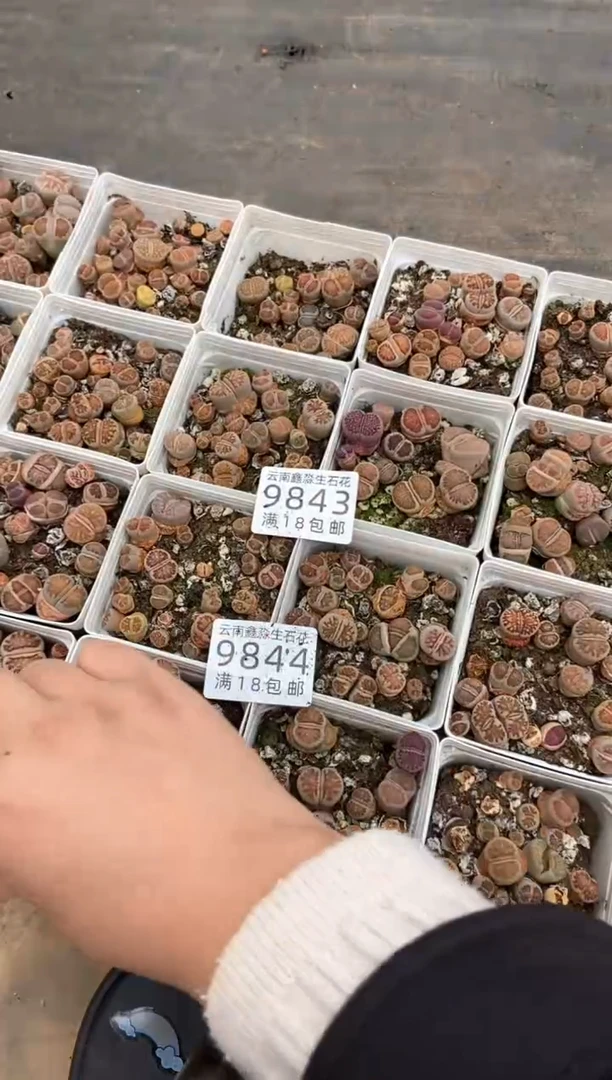 9844特价菊2盒微瑕量拍