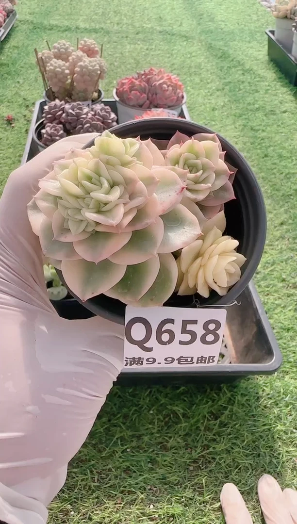 【闪购商品】梦会多肉一物一拍