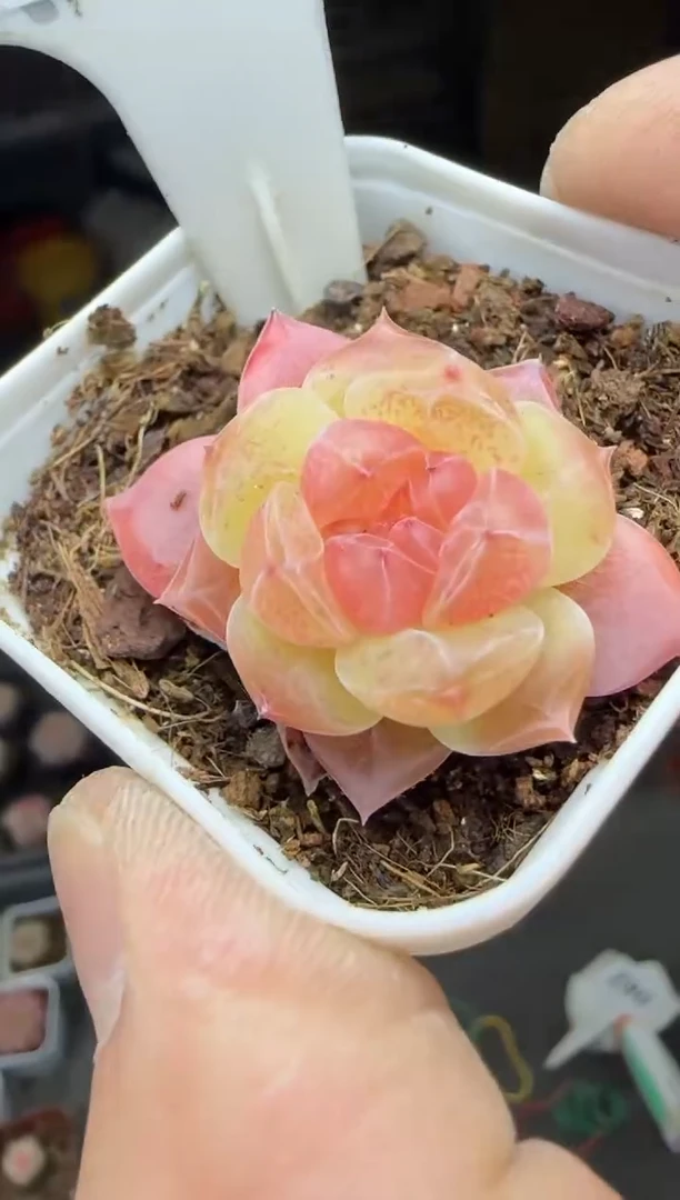 【闪购商品】一物一拍0210—289