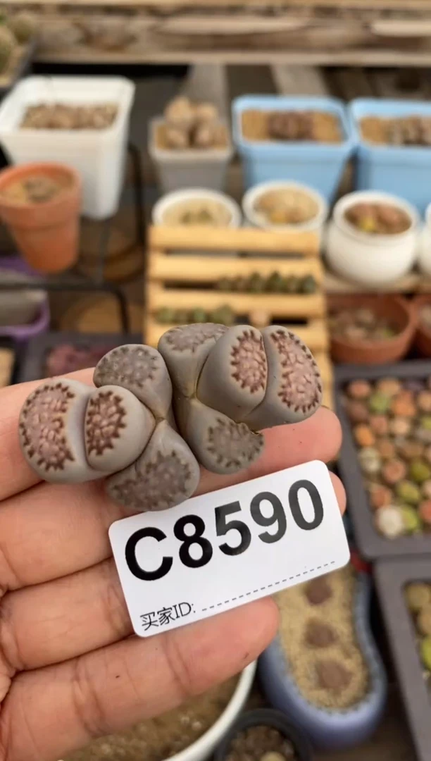 8590直播一物一拍