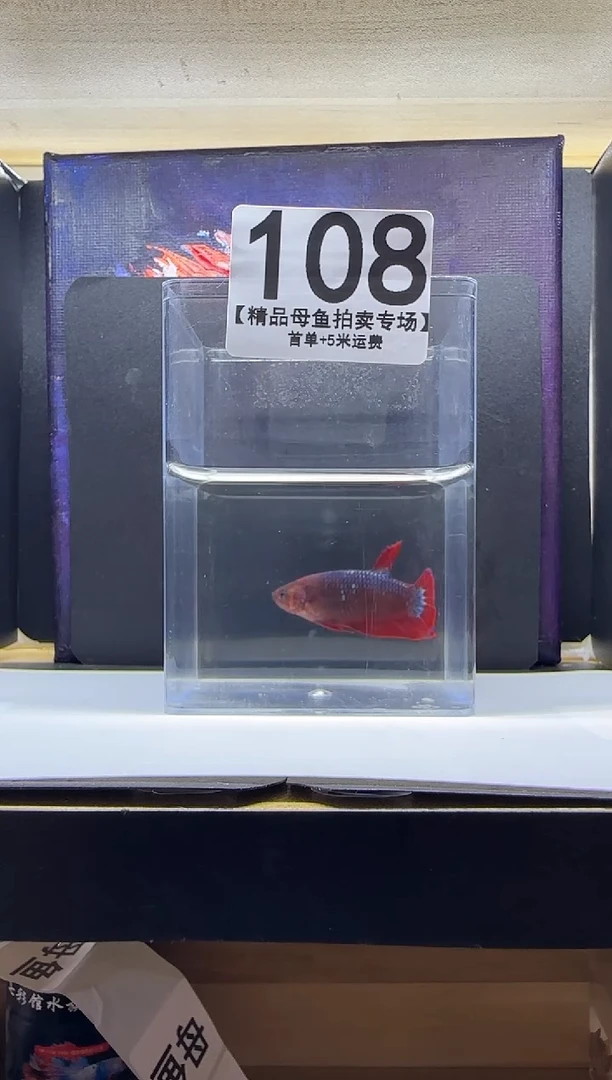 斗鱼母鱼编号：108