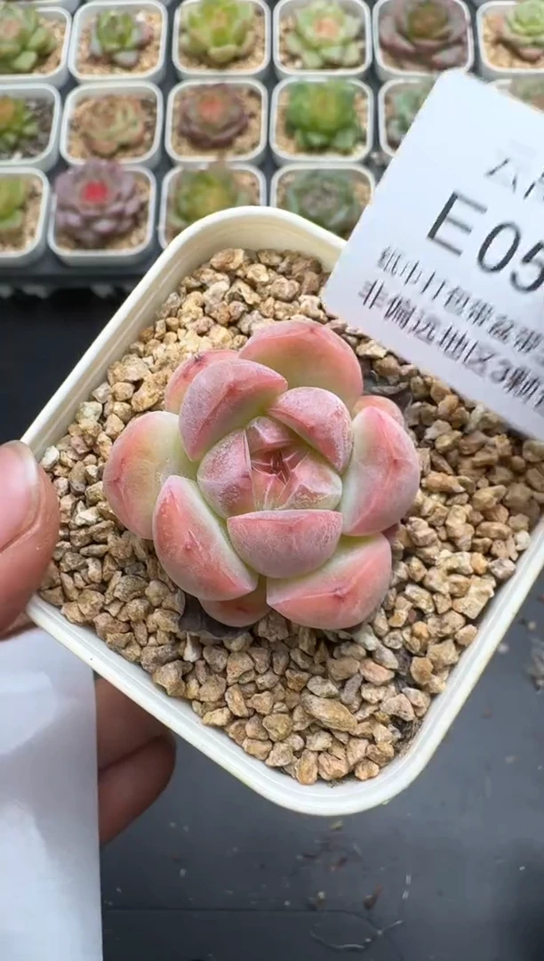 595E云禹多肉植物 带盆土纸巾打包 3颗包邮