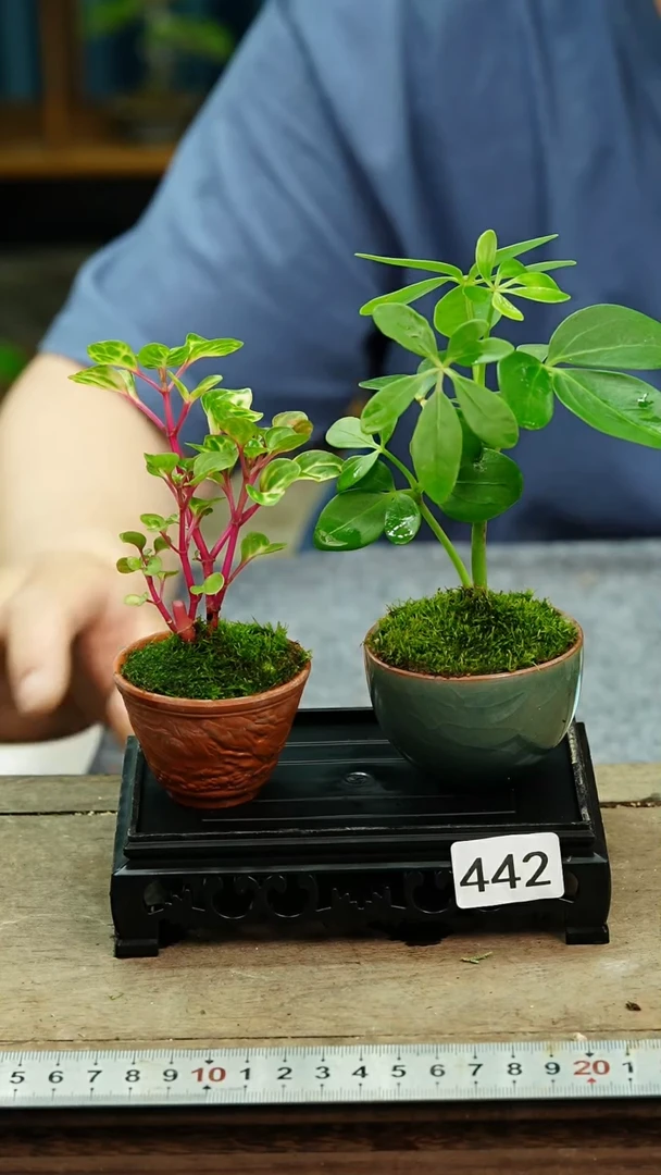 无花朵苔藓微景观442号