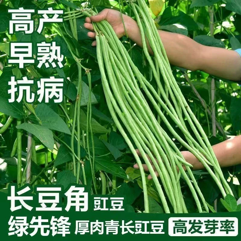 摘不败特长豇豆角种子高产绿先锋长豆角绿豇豆角种子春季蔬菜种子