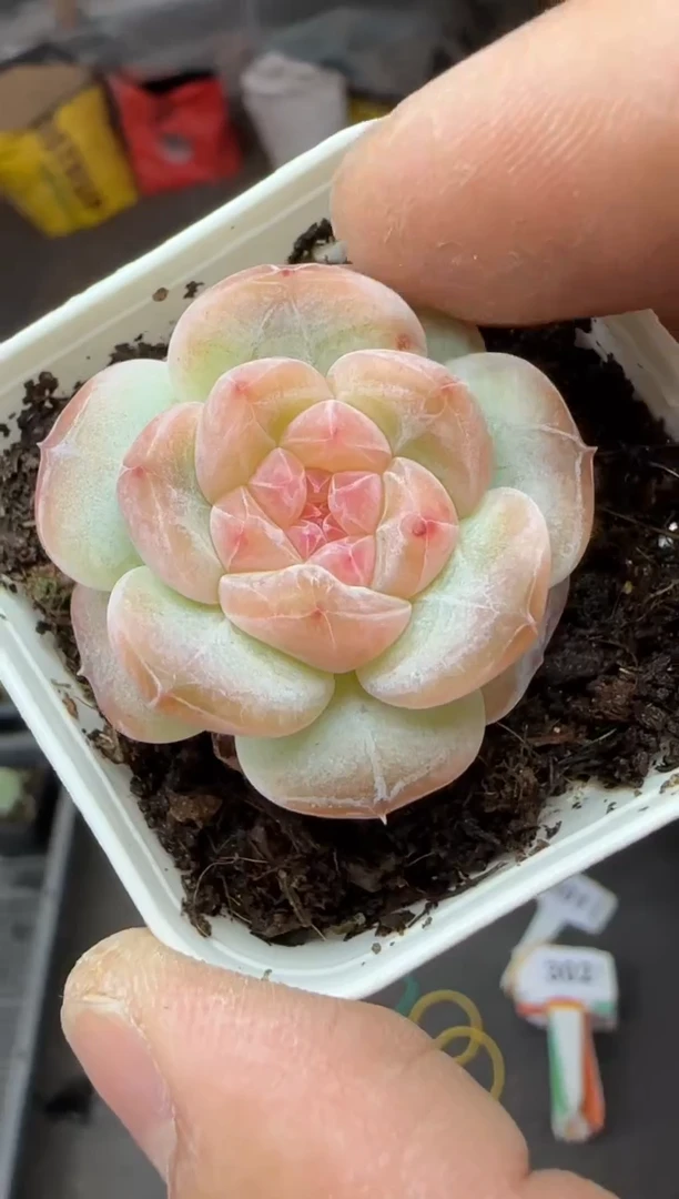 【闪购商品】一物一拍0307—301