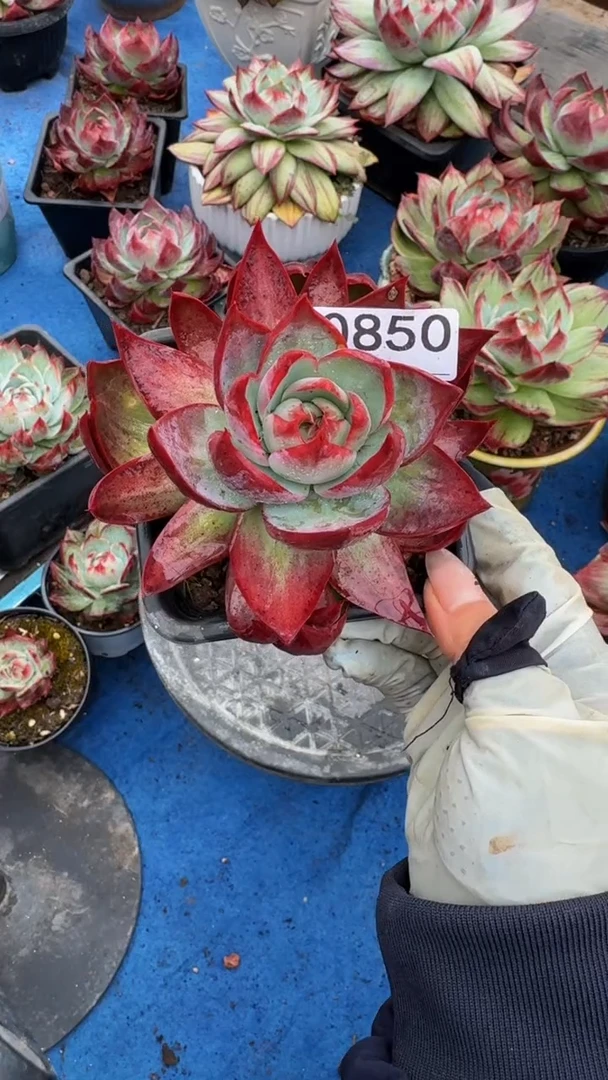 媛0850惊鸿仙子（裸根发货）