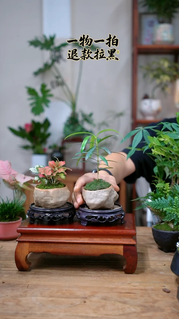 完全开放细***～罗汉松+网纹草122