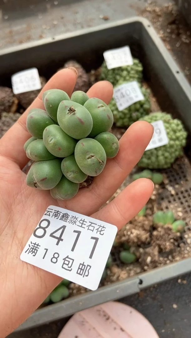 【闪购商品】8411特价元宝口笛发1群量拍