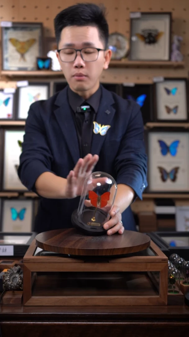 血漪蛱蝶小号玻璃罩