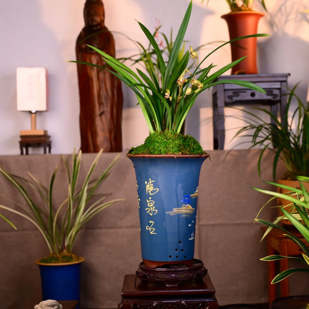 建兰铭品【荷王】高端紫砂盆 浓香兰花室内好养易活