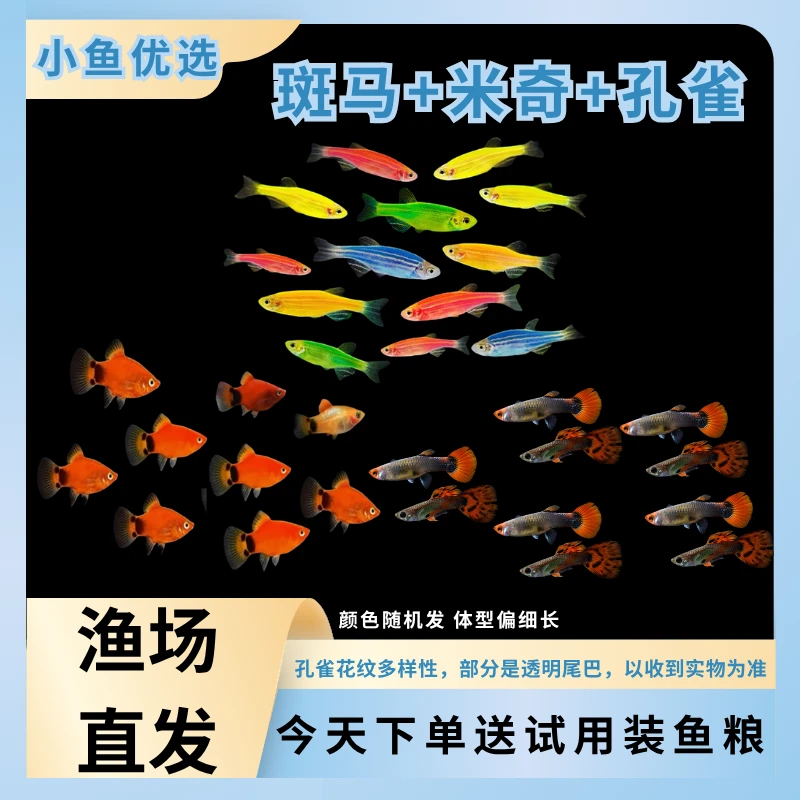 直播【斑马+米奇+孔雀】斑马鱼小型热带观赏鱼淡水活体好养适合新手