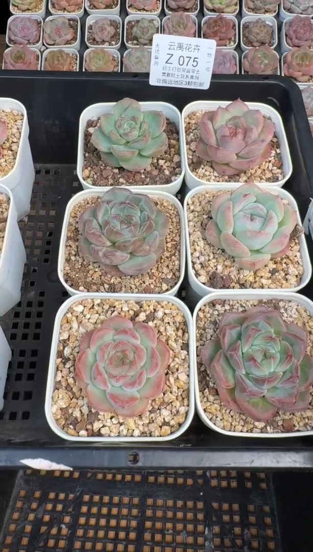 075Z珍妮多肉(6.5cm杯）一物一拍 带盆土发 6颗