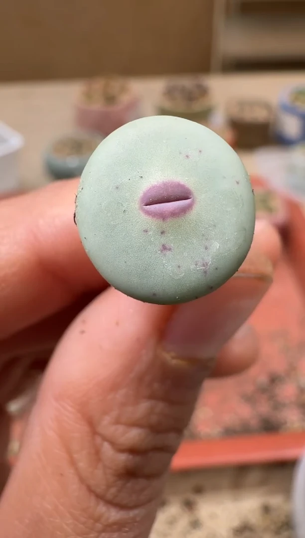 余*?14-210多肉植物肉锥