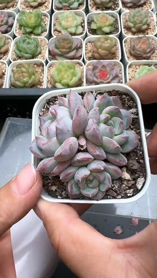 907F云禹多肉植物 默认脱土纸巾打包 3颗包邮
