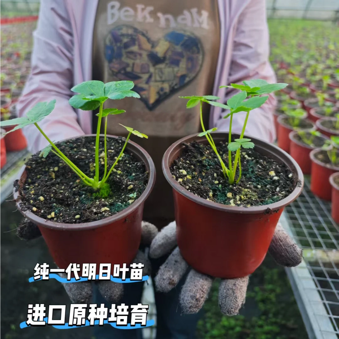 山东日照伊兰生物明日叶