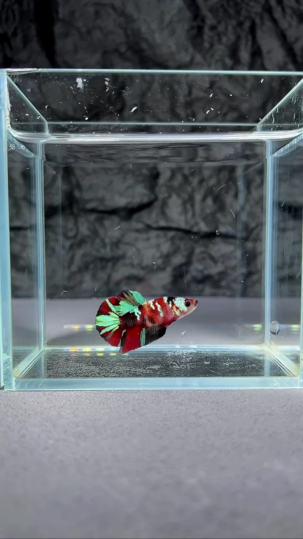 斗鱼竞拍链接A109