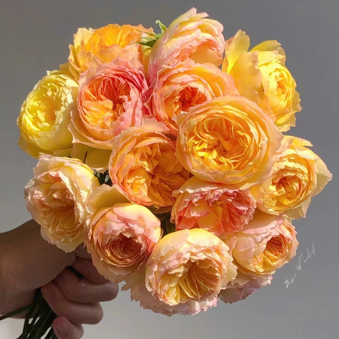 【3颗包邮】阳炎/蜉蝣月季花苗大花浓香灌木盆栽阳台庭院花卉