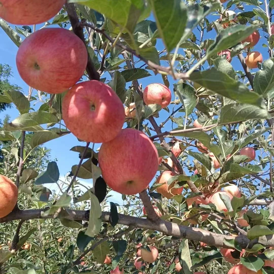 延安早熟嘎啦苹果产地直发新鲜现摘脆甜多汁