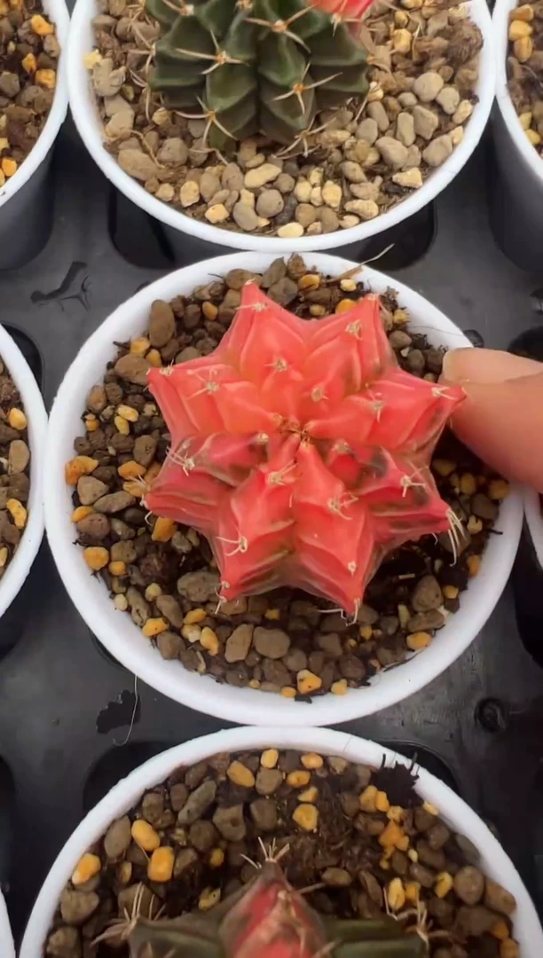 226好看的米哈冲冲冲泰国实生