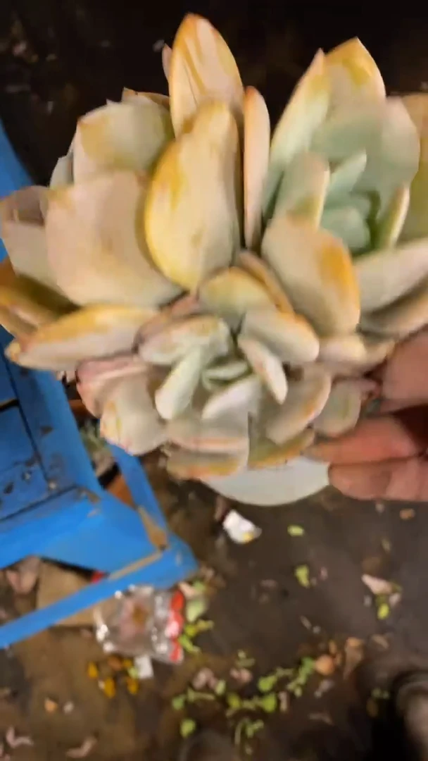 【闪购商品】1841奶茶