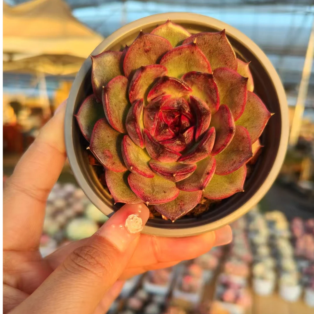 山果珍妮单头保6-7公分发精控精养多肉