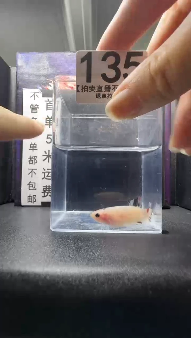 斗鱼母鱼编号：135