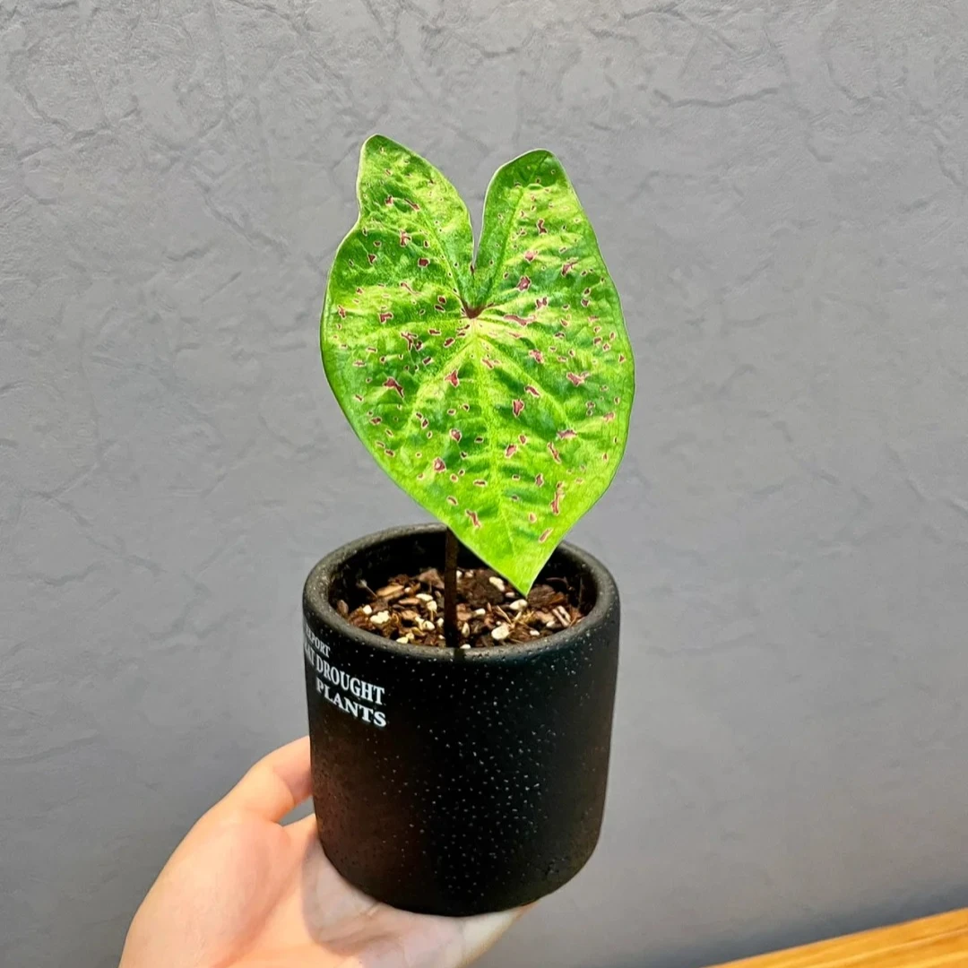 玛菲特彩叶芋120盆小苗室内观叶植物网红ins风懒人绿植