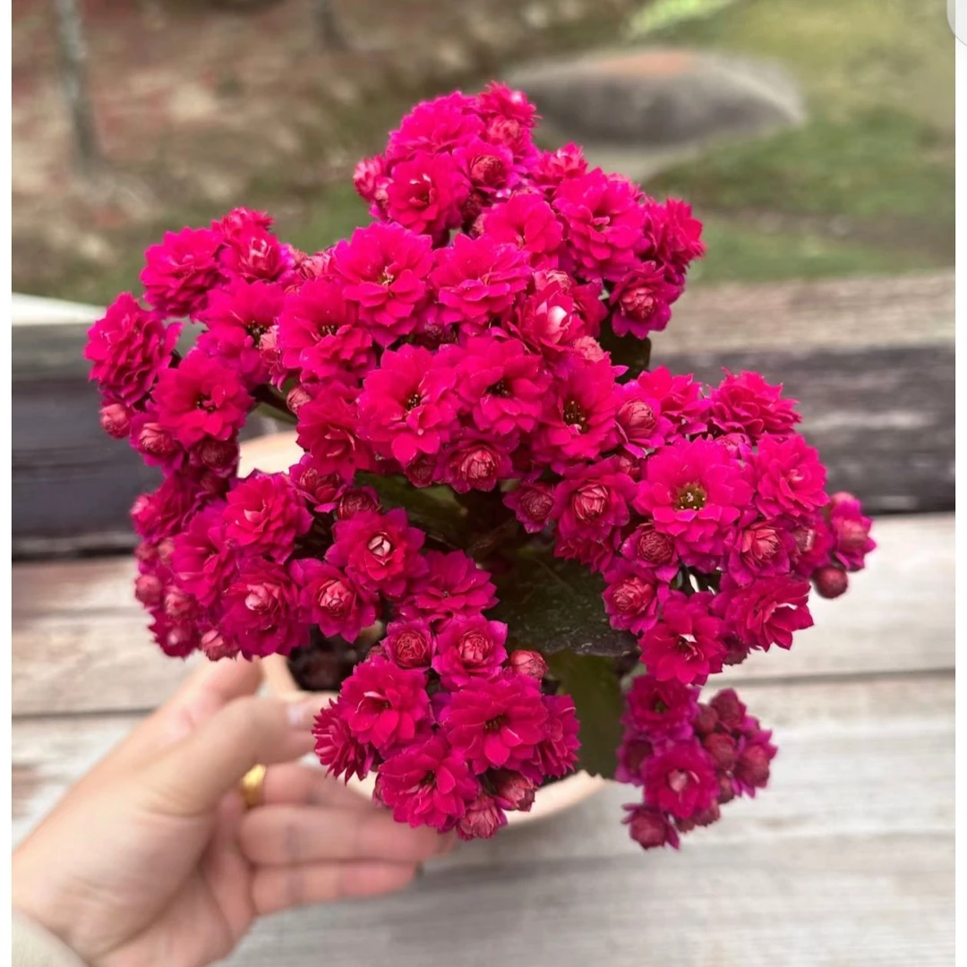 【魅影】丹麦重瓣名贵长寿花特大苗盆栽多色可选阳台绿植四季开花