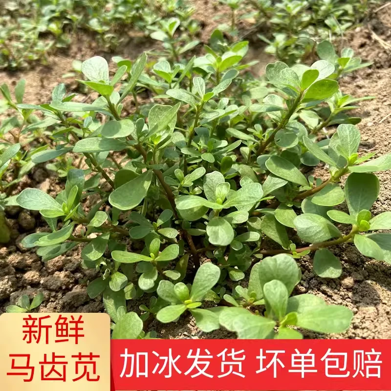 新鲜马齿苋菜现摘现发可食用蔬菜长寿菜当季