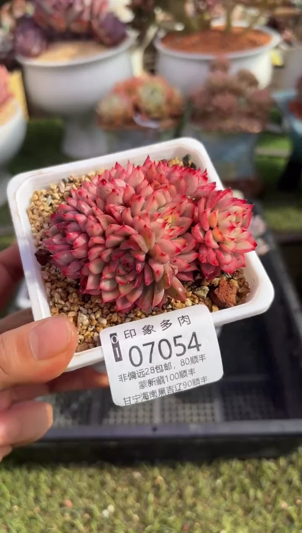 【闪购商品】07054