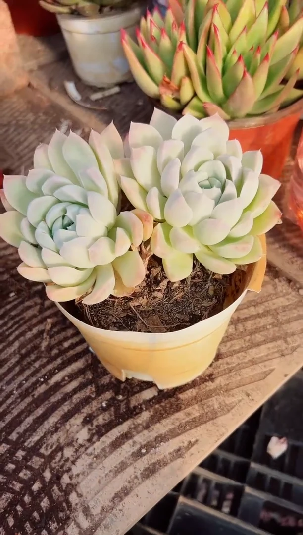 ?****✌多肉植物一物一拍07081