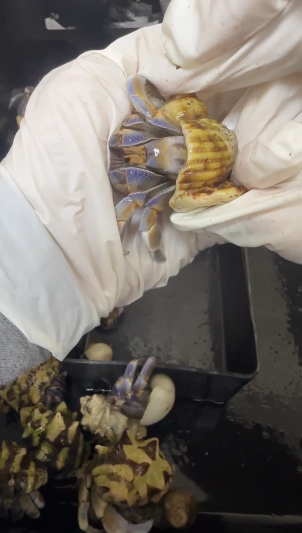 寄居蟹胖球紫陆寄居蟹2.3口