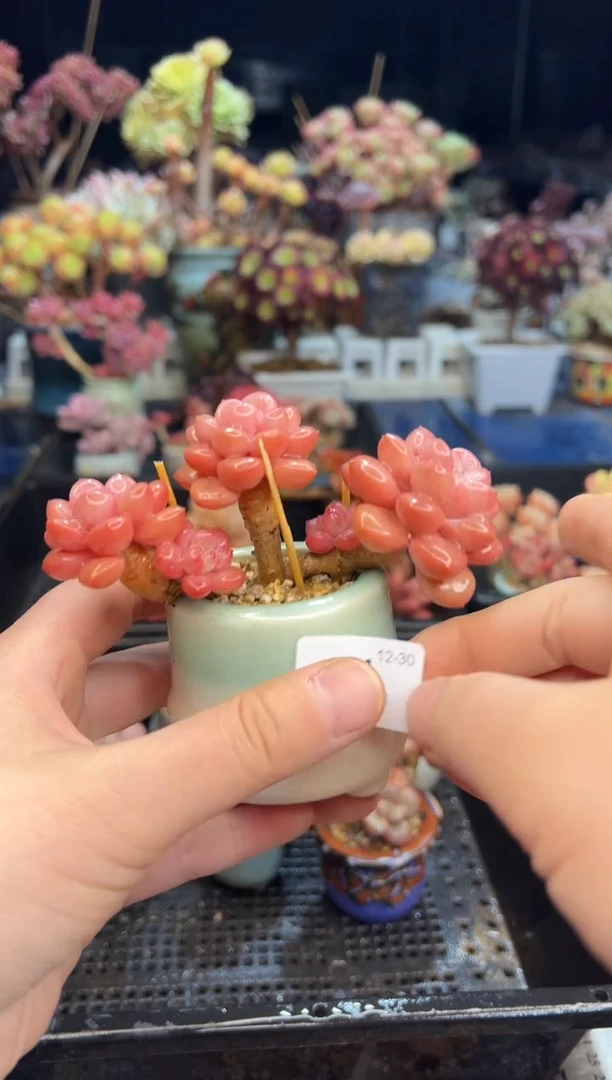 【闪购商品】141不带盆