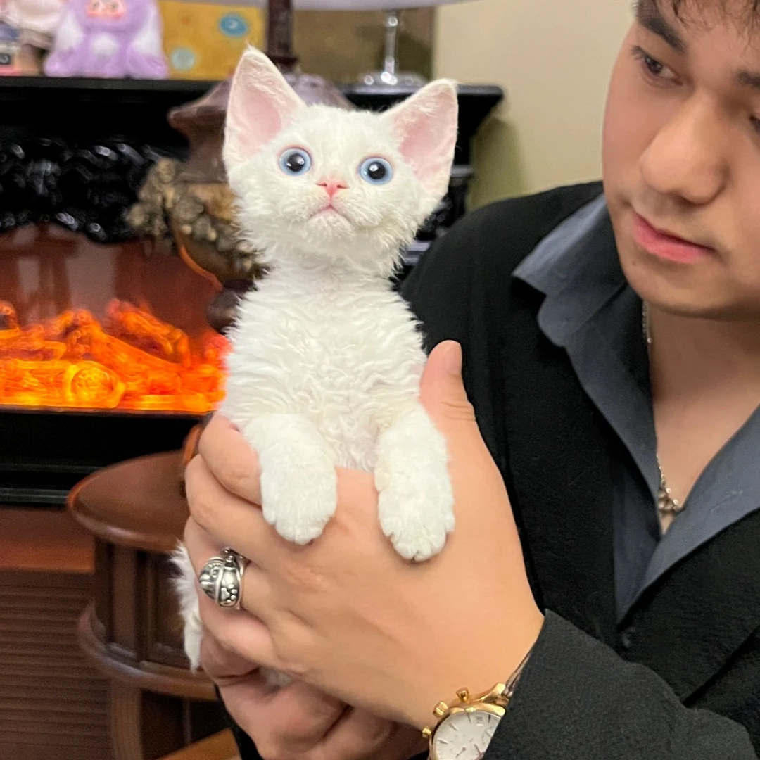 纯白蓝眼德文卷毛猫妹妹Lumi(涅娃)猫咪活体MSY喵四爷猫舍
