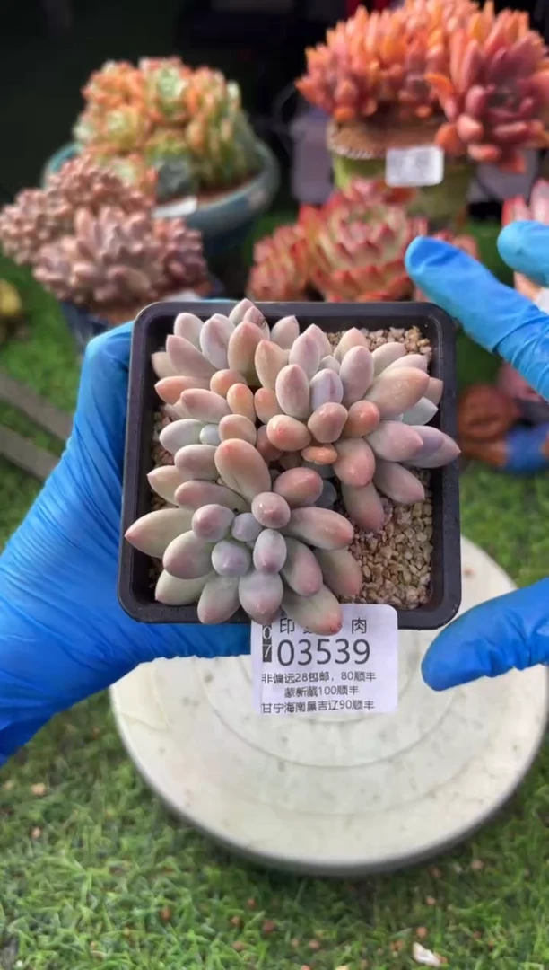 昆明印象多肉03539