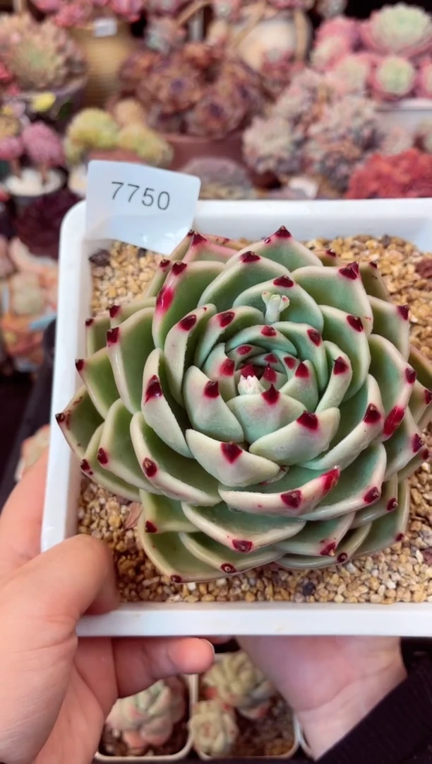 【闪购商品】7750单头大蓝龙多肉