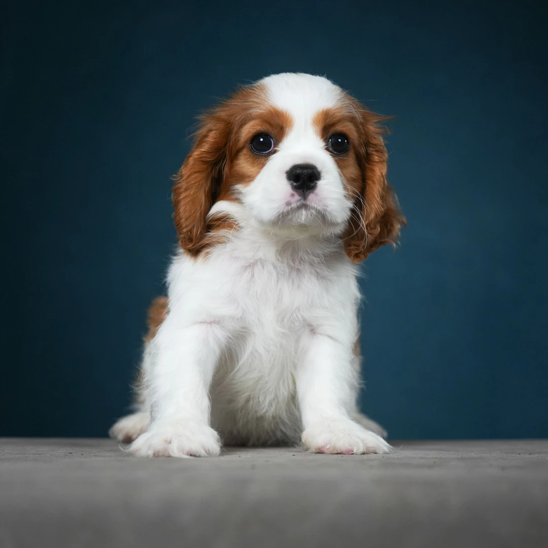 辛巴-艾萌宠物查理王双色弟弟