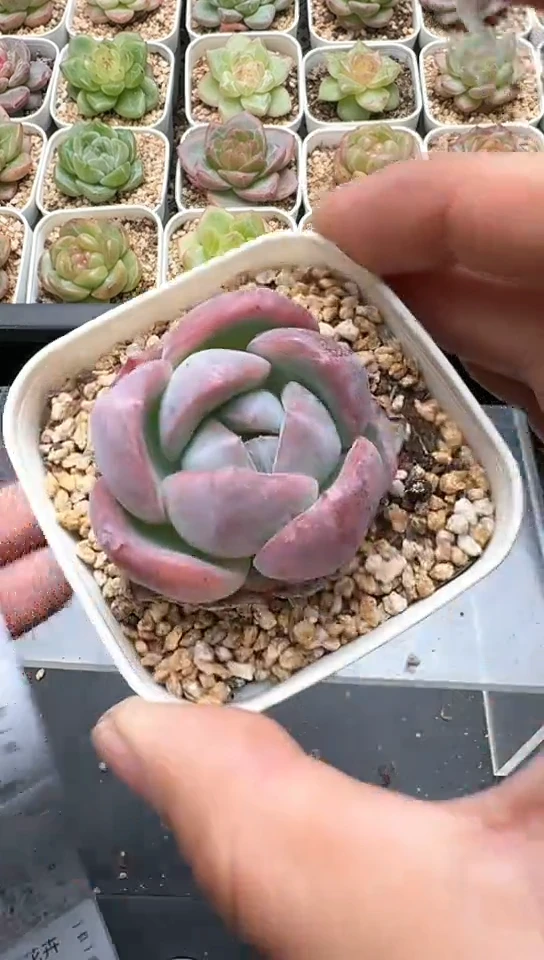 767F云禹多肉植物 默认脱土纸巾打包 3颗包邮