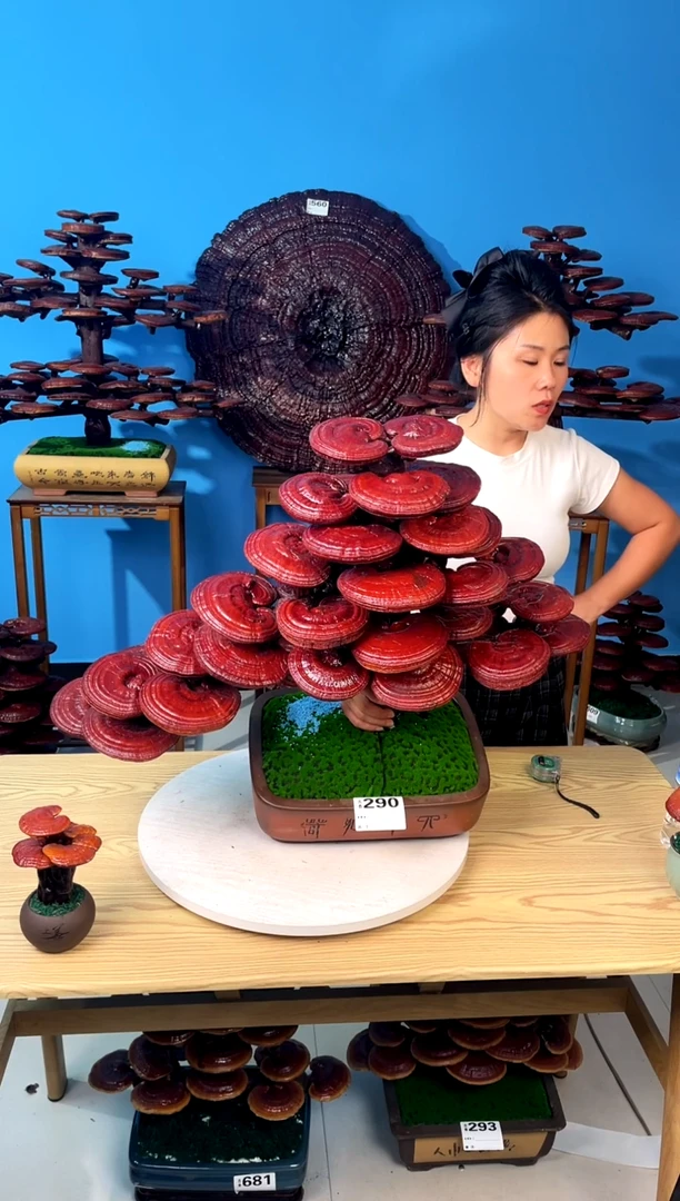 灵芝88888888888888