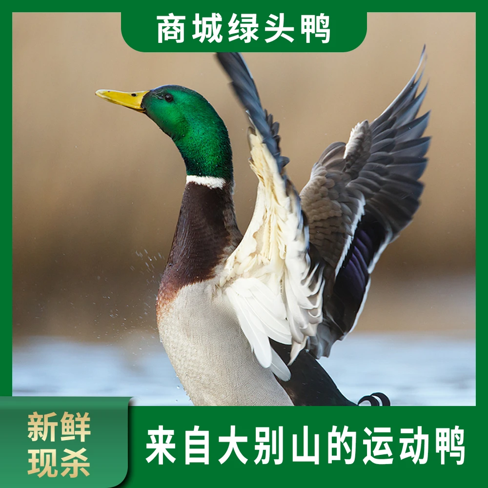 【绿头鸭称重】亿众源200天散养绿头老鸭现拍现处理散养汤鲜