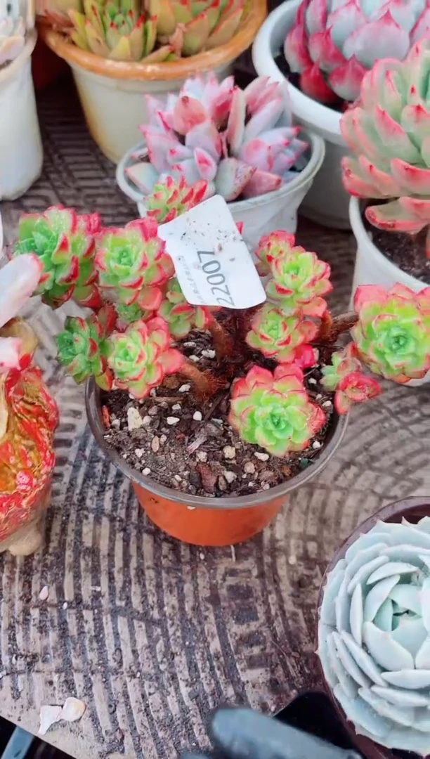 媛***雲跃跃精品多肉22004