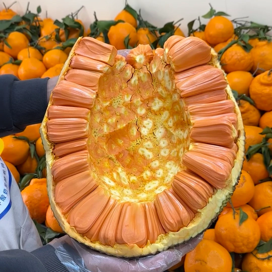 【新鲜到货】印尼红 红肉菠萝蜜 整果 5/10斤海南菠萝蜜菠萝蜜同城