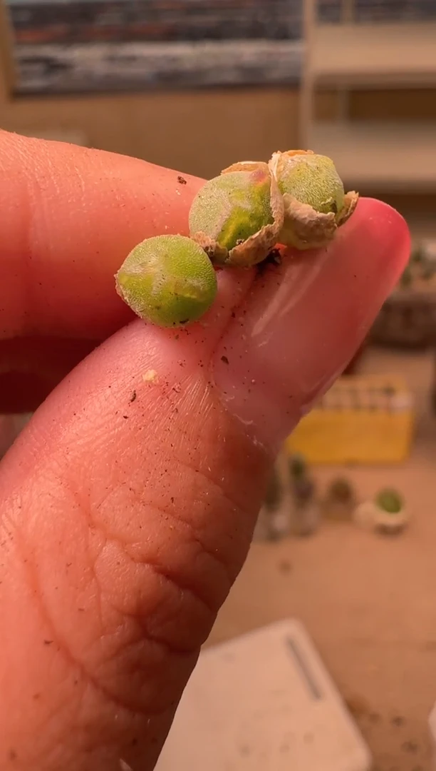 18-60多肉植物肉锥